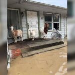 Pope Leo urges ‘courage’ to end Ukraine war in first Christmas address